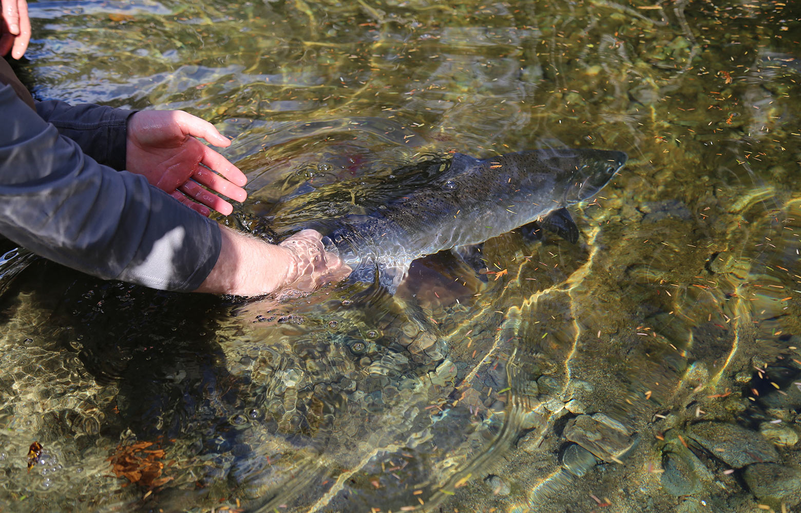 Salmon Secondary