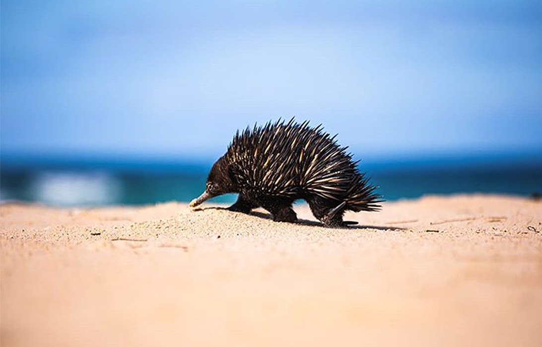 Echidna Beach