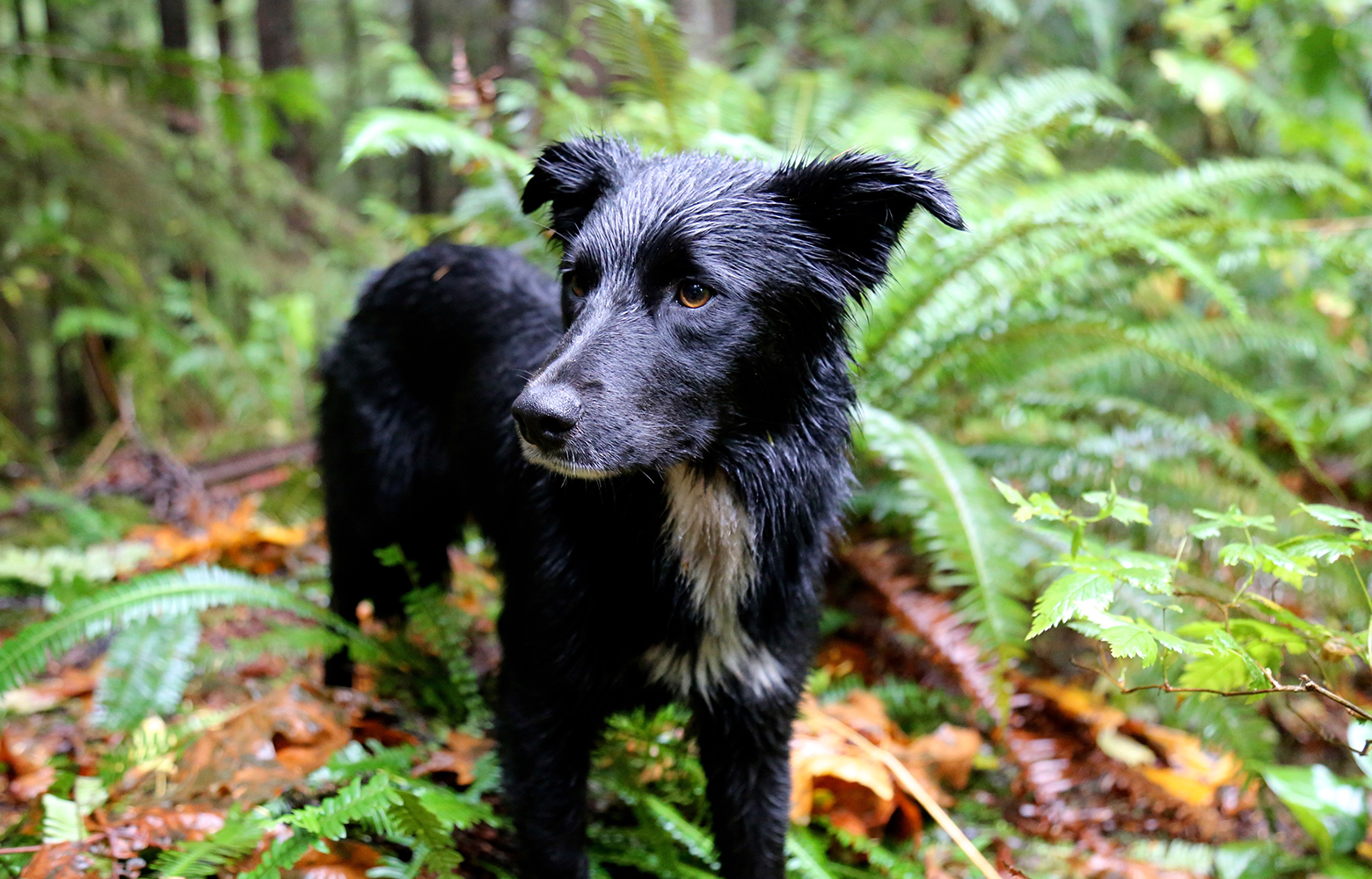 Sitka